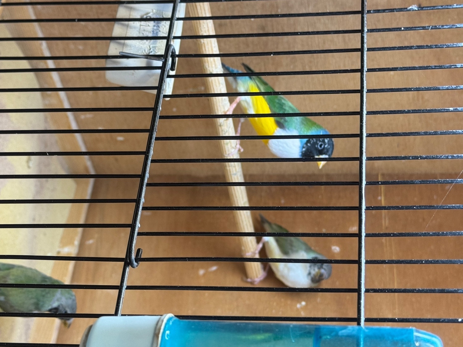 2026 Gouldians for sale 