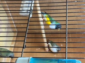 2026 Gouldians for sale