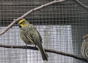 Green cardinal breeding pr