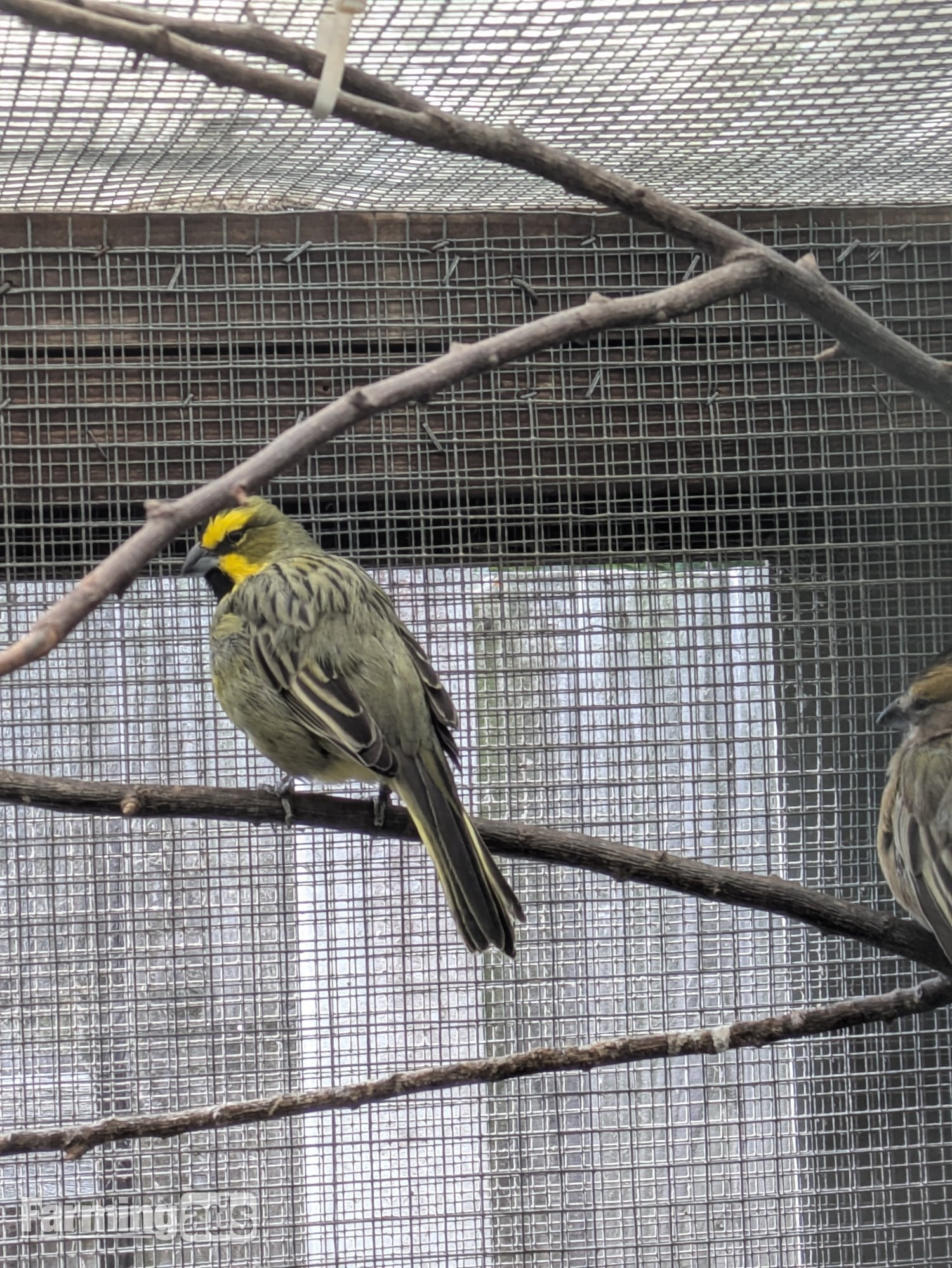 Green cardinal breeding pr