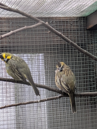 Green cardinal breeding pr
