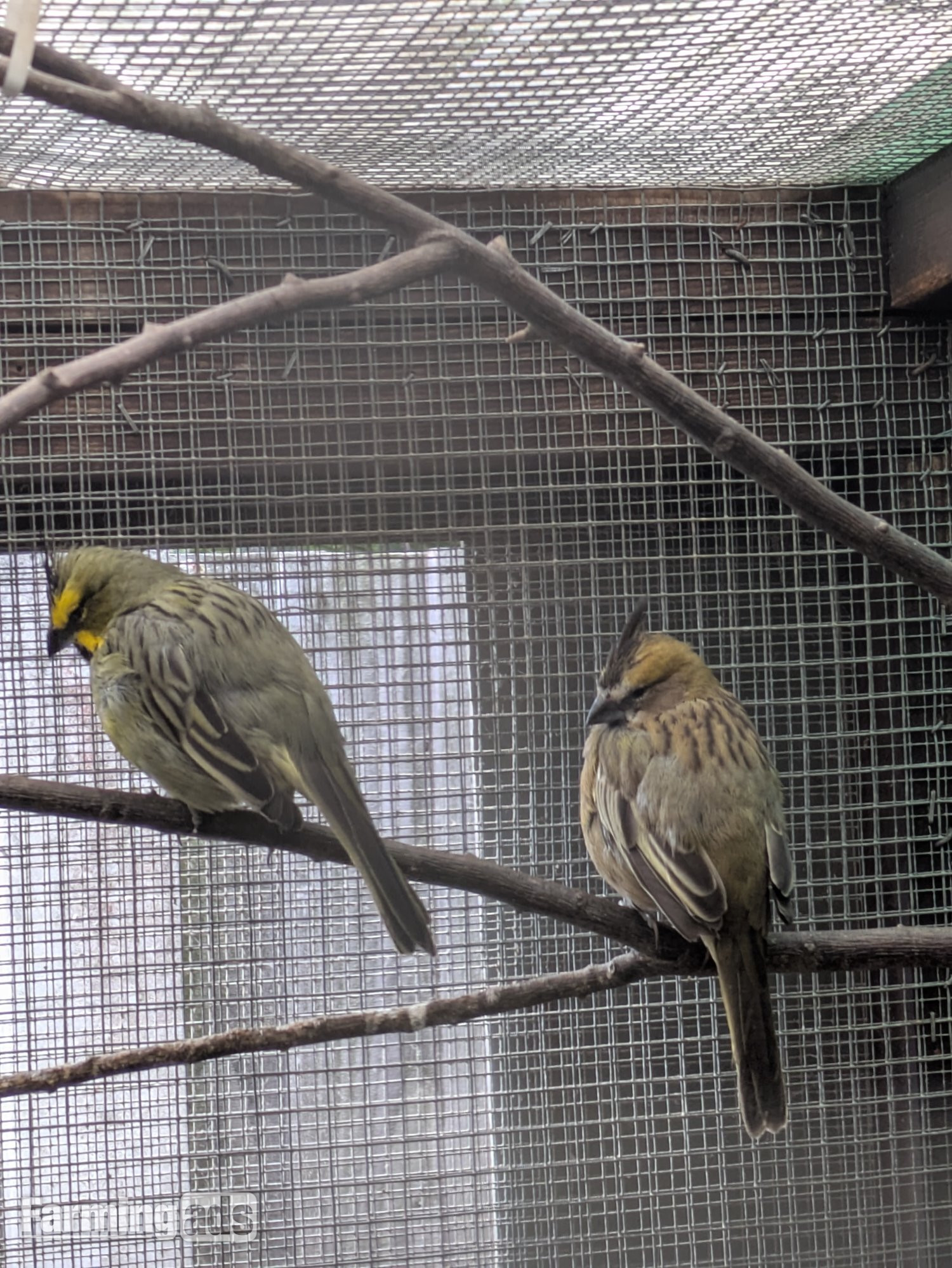 Green cardinal breeding pr