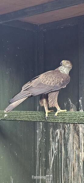Female bonellis eagle
