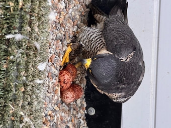 2026 female peregrine falcons with A10
