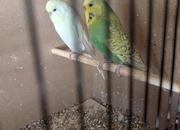Budgies for sale two adults one lemon one green spangle 