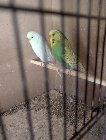 Budgies for sale two adults one lemon one green spangle 
