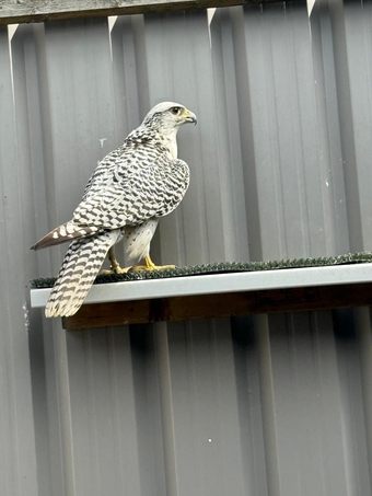White 7/8 gyr x saker imprint + p/r Gyr 