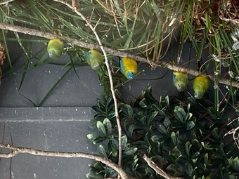  Turquoisine parakeets born 2026