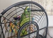 Amazon Blue 30 year old parrot