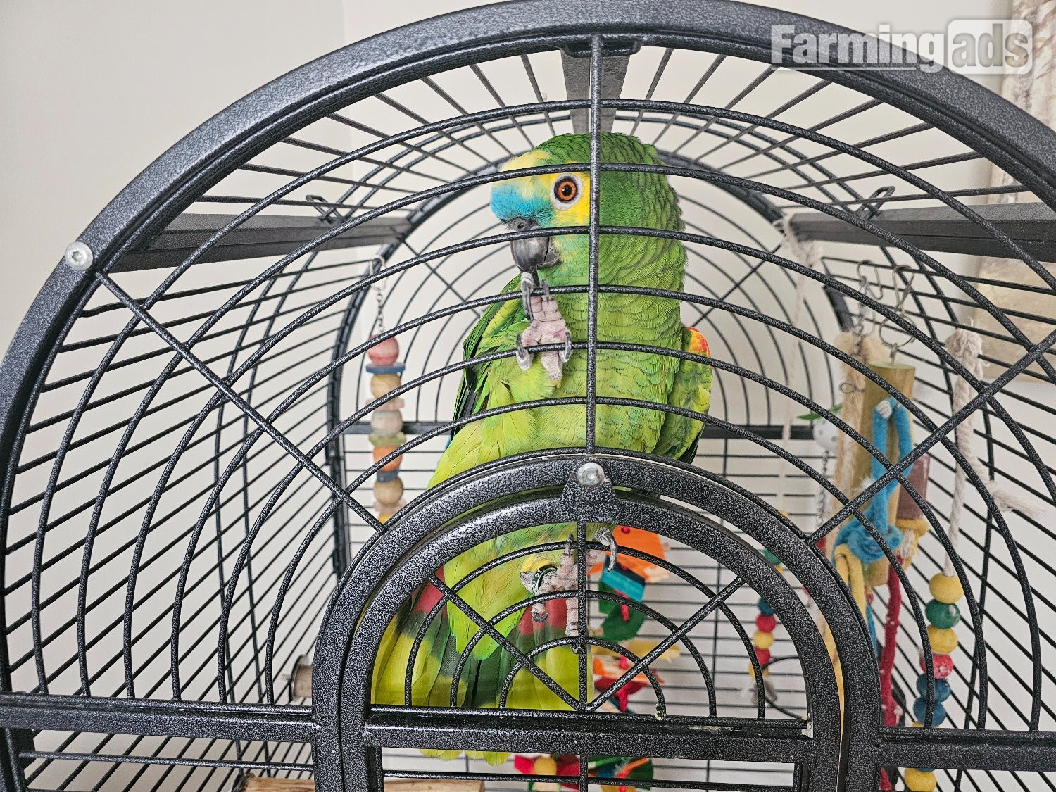 Amazon Blue 30 year old parrot