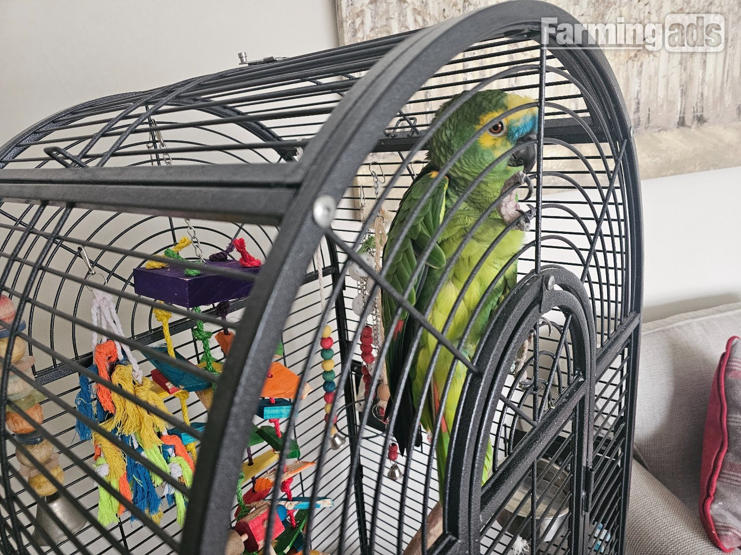  Amazon Blue 30 year old parrot