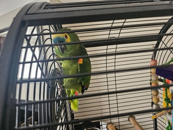 Amazon Blue 30 year old parrot