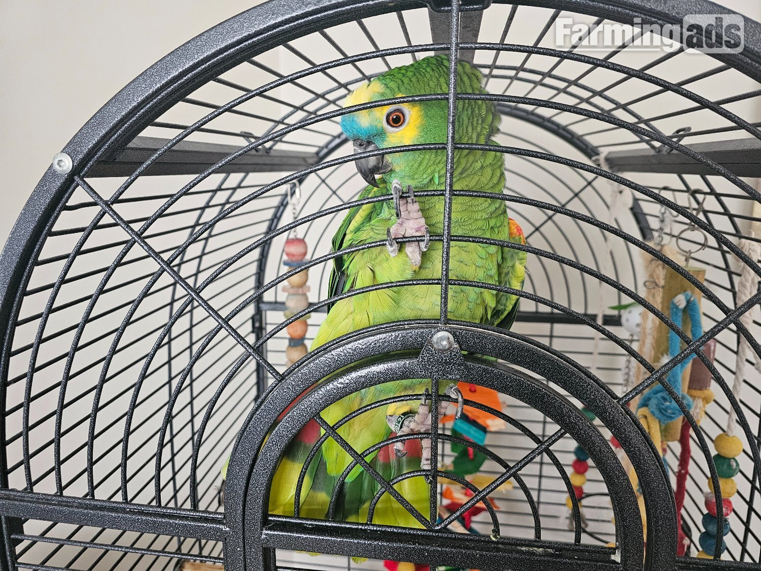 Amazon Blue 30 year old parrot - {CATEGORY}