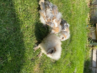 7 week old baby barn owls- hand reared. Unsexed 