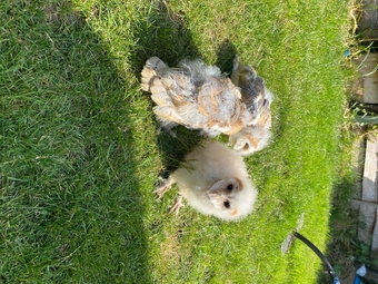 7 week old baby barn owls- hand reared. Unsexed 