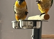 Pair of adorable loving Black headed Caiques sold as a pair 