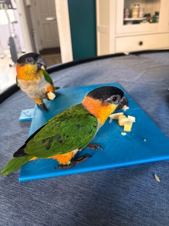 Pair of adorable loving Black headed Caiques sold as a pair 