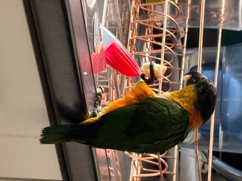 Pair of adorable loving Black headed Caiques sold as a pair 