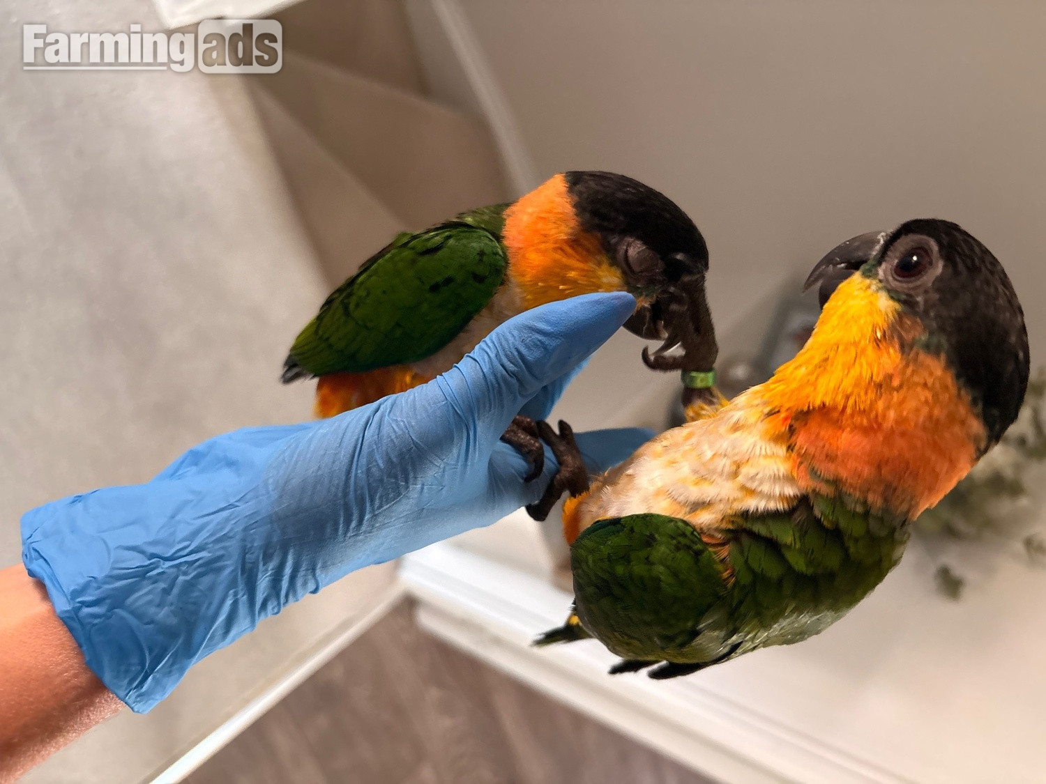 Pair of adorable loving Black headed Caiques sold as a pair 