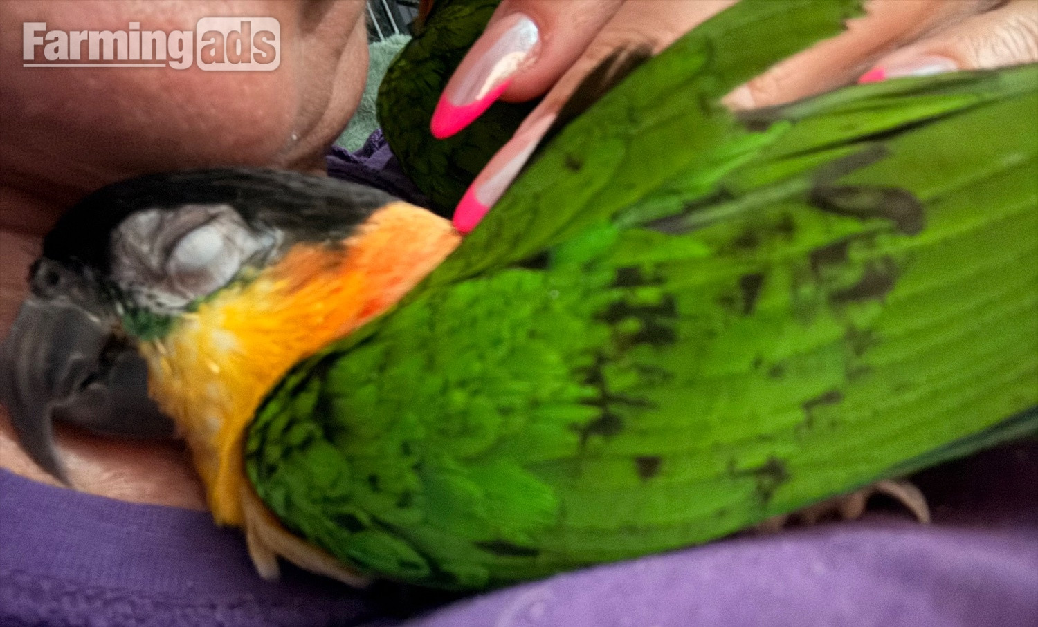 Pair of adorable loving Black headed Caiques sold as a pair  - {CATEGORY}
