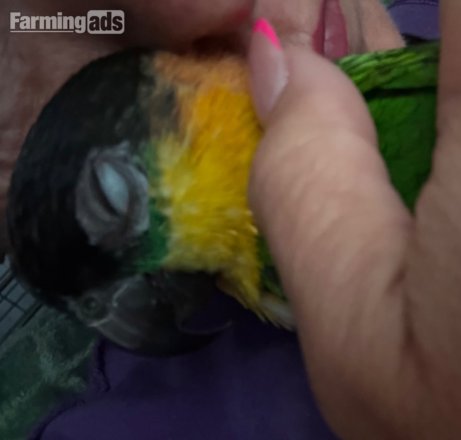 Pair of adorable loving Black headed Caiques sold as a pair  - {CATEGORY}