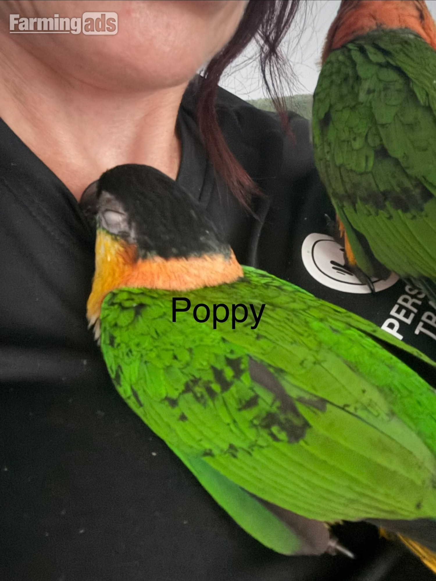 Pair of adorable loving Black headed Caiques sold as a pair  