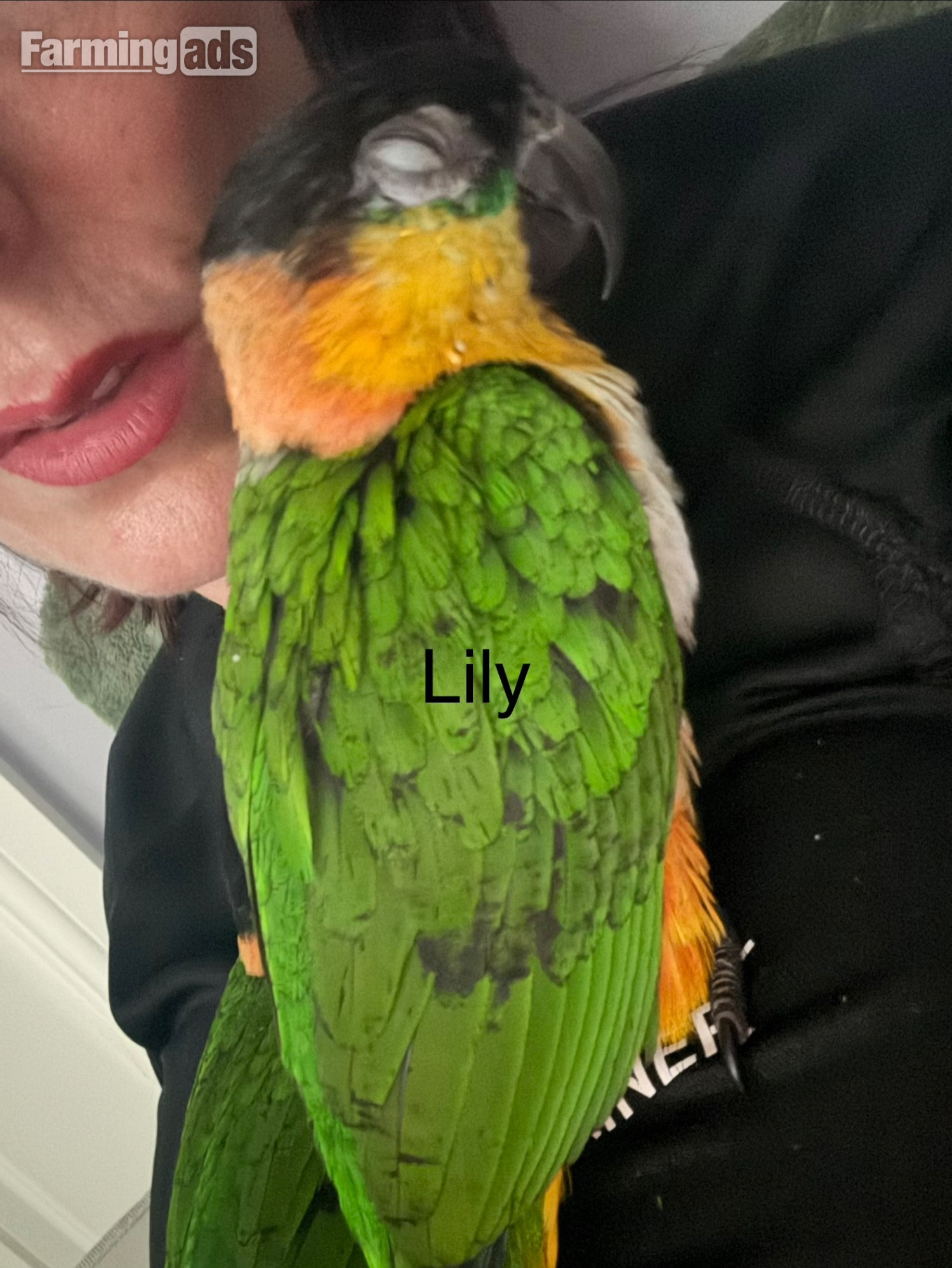 {CATEGORY} - Pair of adorable loving Black headed Caiques sold as a pair 