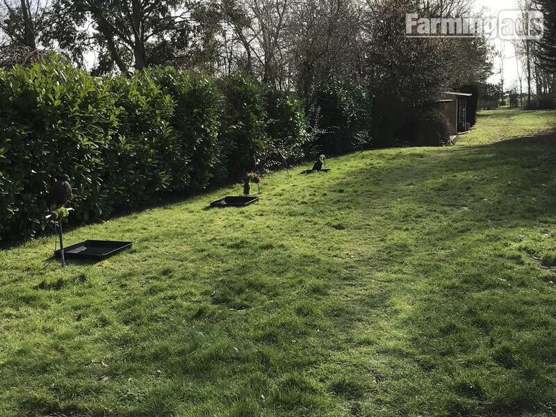 WANTED unwanted birds prey WANTED
