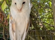Free to experienced home ,male barn owl 17 years old,with owl house 