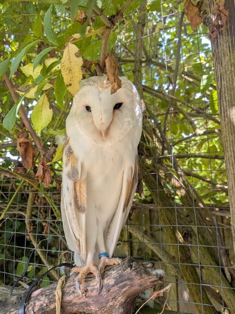 Free to experienced home ,male barn owl 17 years old,with owl house 