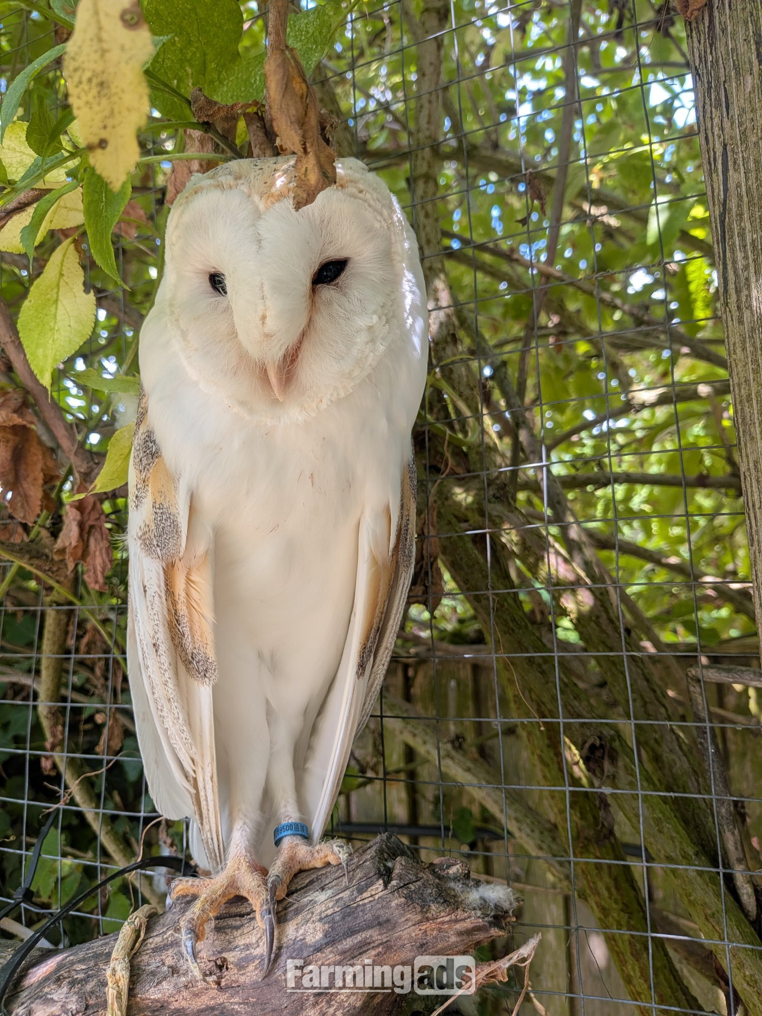 Free to experienced home ,male barn owl 17 years old,with owl house 