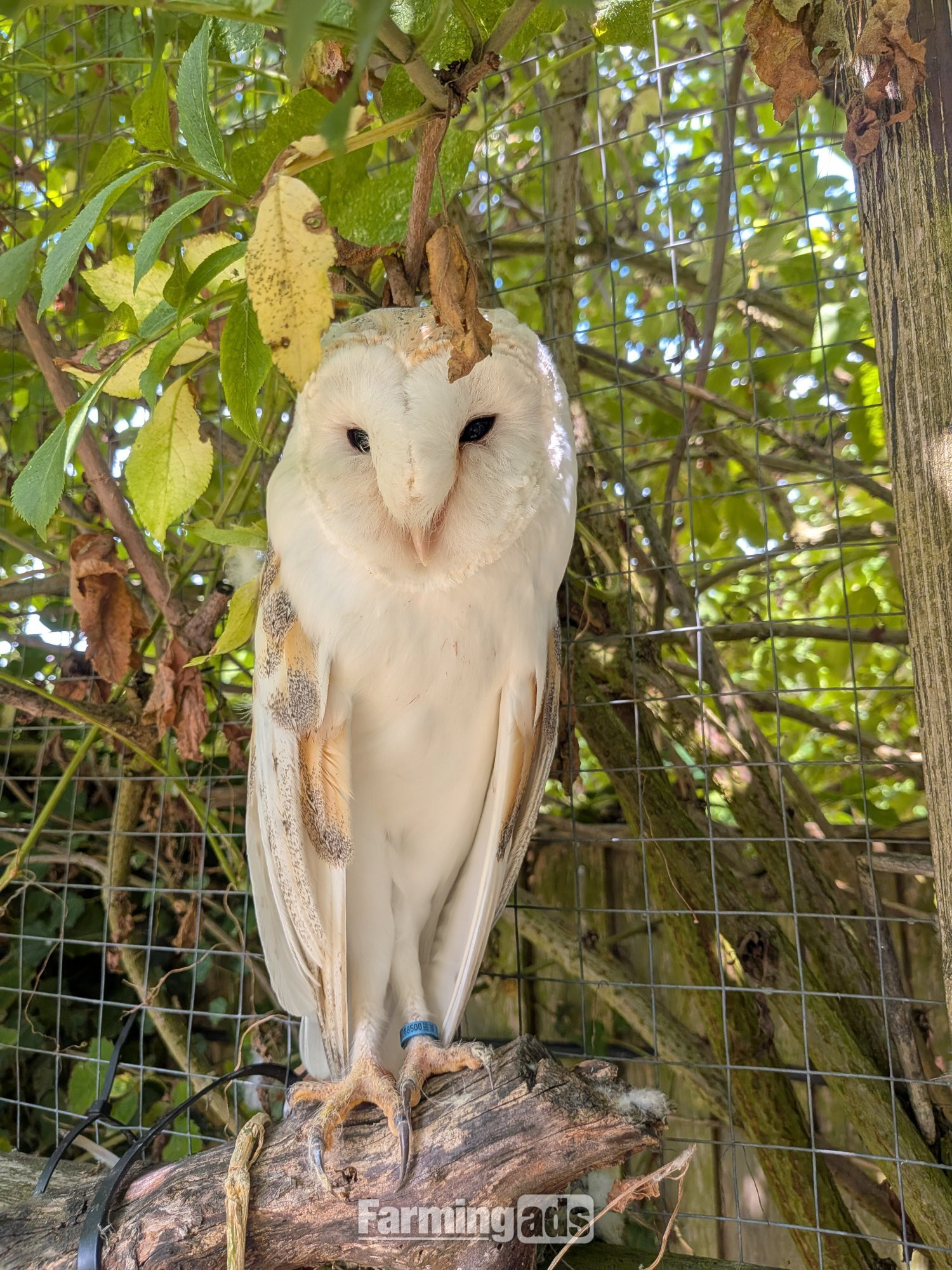 Free to experienced home ,male barn owl 17 years old,with owl house 