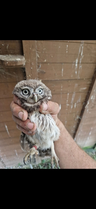 Little Owl chicks for sale. A10s available
