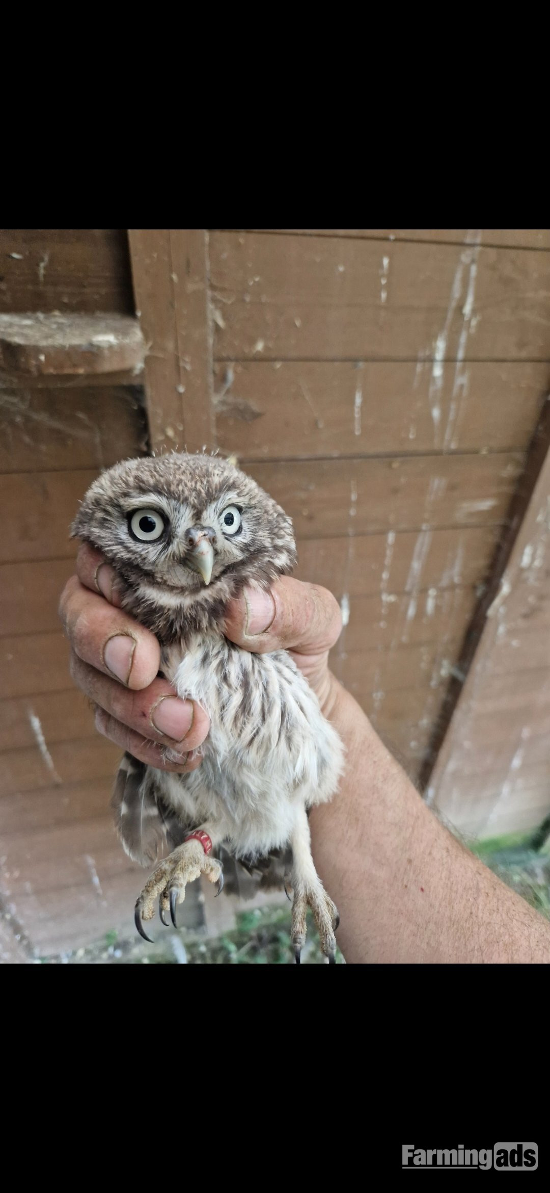 Little Owl chicks for sale. A10s available