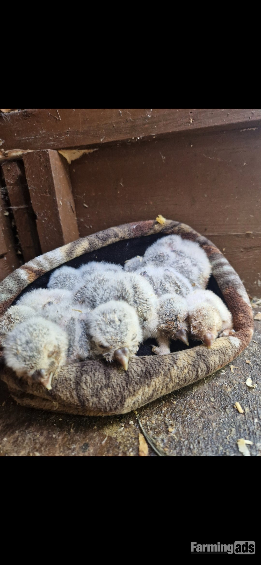 Little Owl chicks for sale. A10s available
