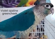Hand reared cockatiels, green cheek conures cinnamon violet red pineapple budgie