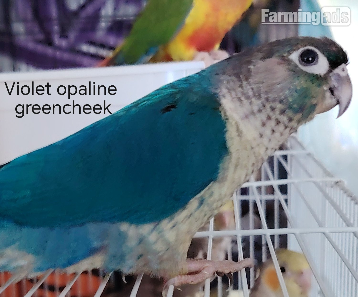 Hand reared cockatiels, green cheek conures cinnamon violet red pineapple budgie