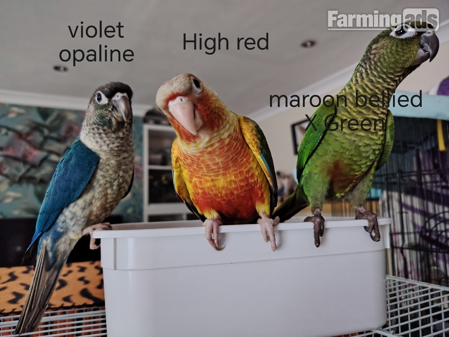 Hand reared cockatiels, green cheek conures cinnamon violet red pineapple budgie