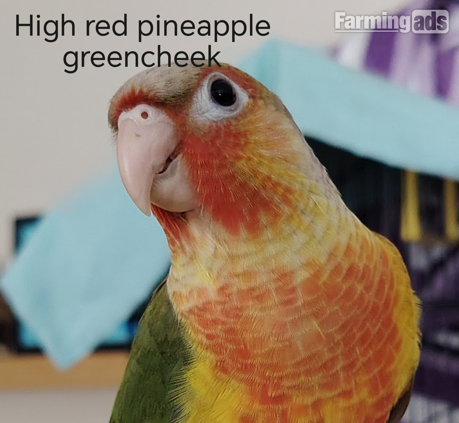  Hand reared cockatiels, green cheek conures cinnamon violet red pineapple budgie
