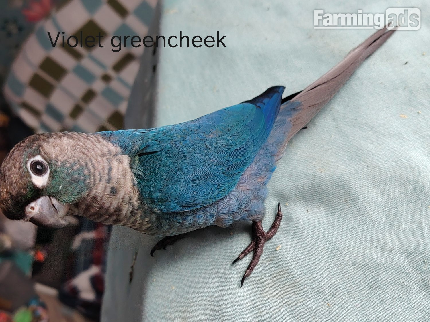 Hand reared cockatiels, green cheek conures cinnamon violet red pineapple budgie - {CATEGORY}