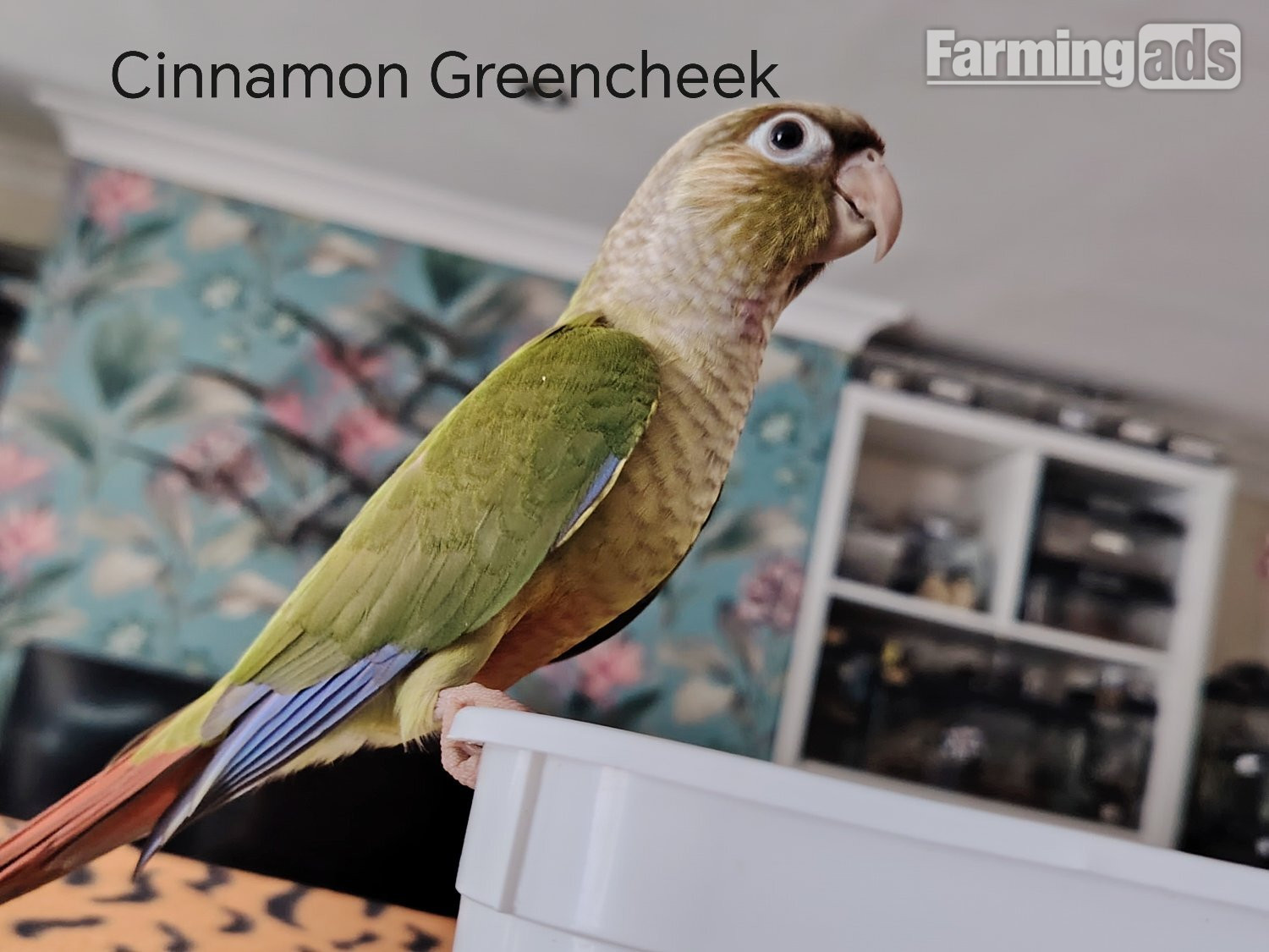 Hand reared cockatiels, green cheek conures cinnamon violet red pineapple budgie - {CATEGORY}