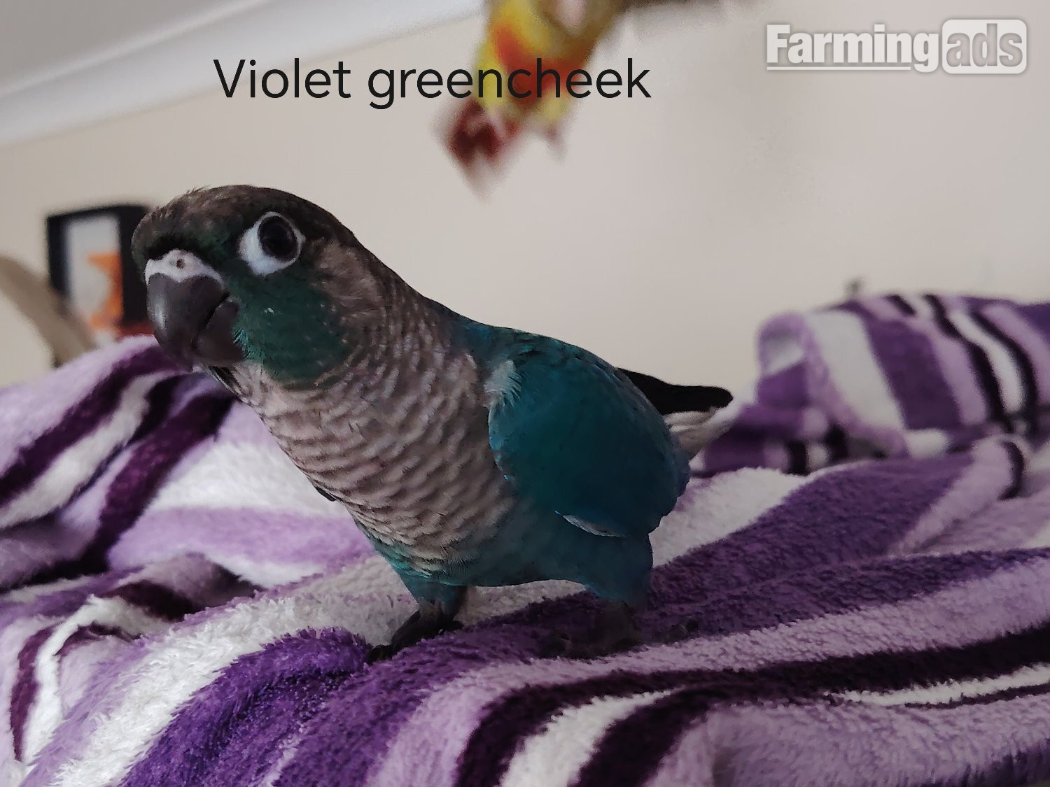 Hand reared cockatiels, green cheek conures cinnamon violet red pineapple budgie 