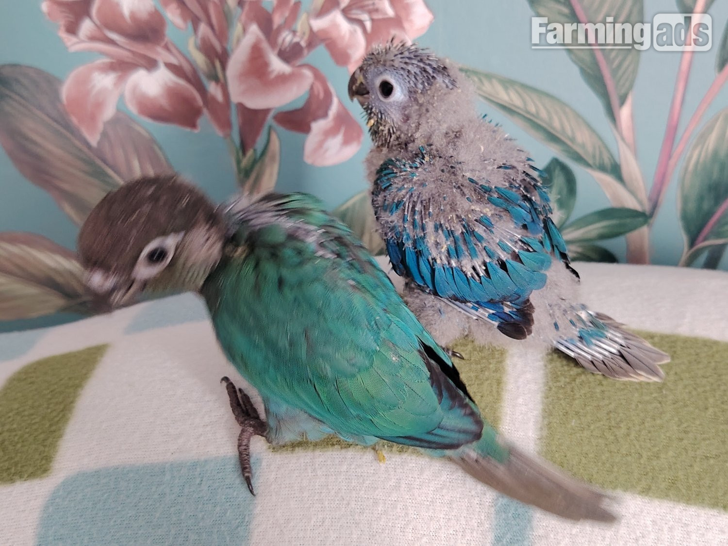 {CATEGORY} - Hand reared cockatiels, green cheek conures cinnamon violet red pineapple budgie
