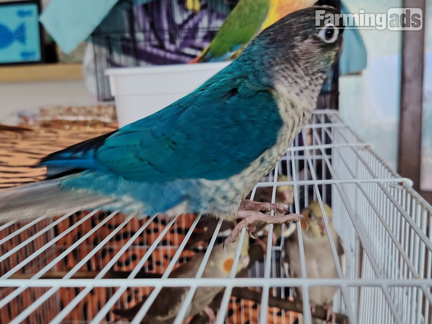 {CATEGORY} - Hand reared cockatiels, green cheek conures cinnamon violet red pineapple budgie