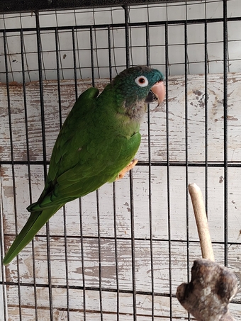 Hand reared cockatiels, green cheek conures cinnamon violet red pineapple budgie