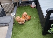 Two Pekin chickens with hutch for sale 