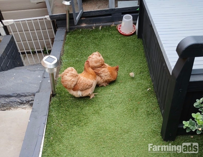 Two Pekin chickens with hutch for sale 