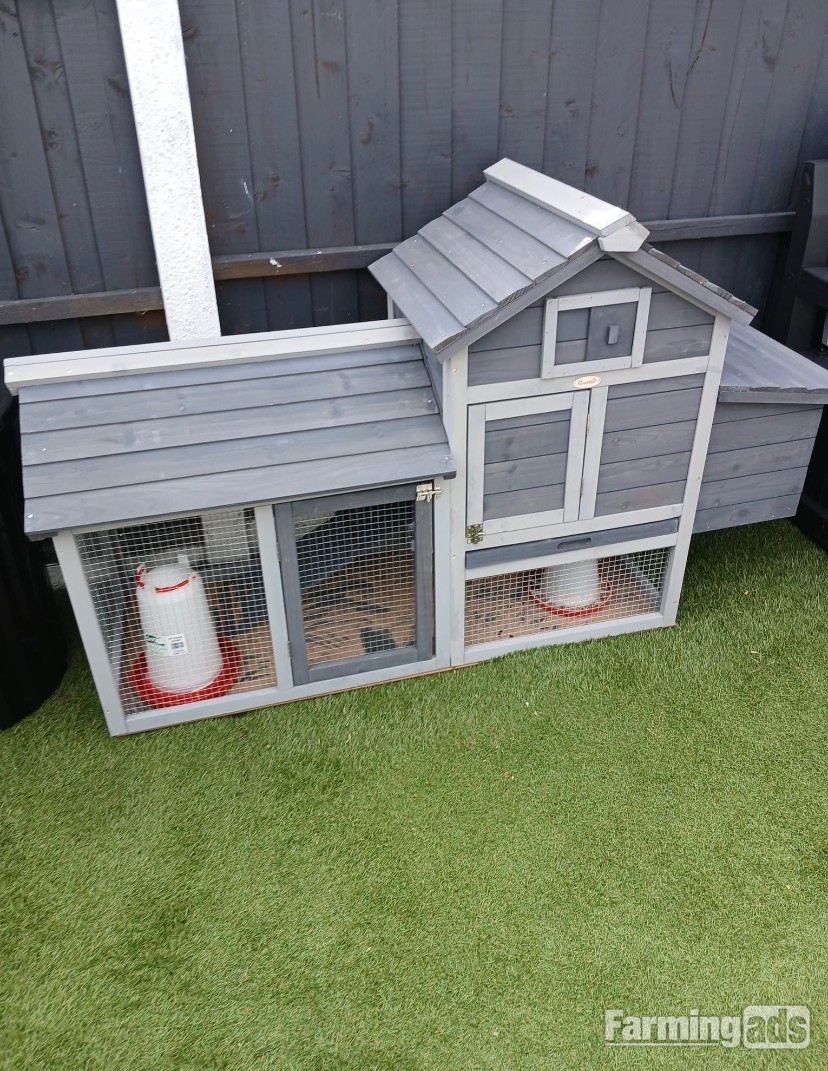 Two Pekin chickens with hutch for sale 