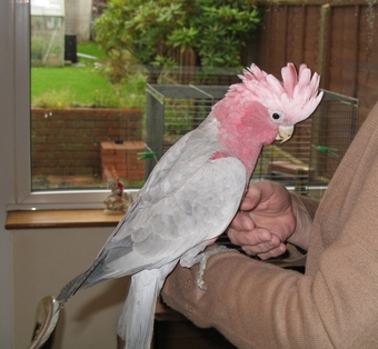 Galah Cockatoo baby