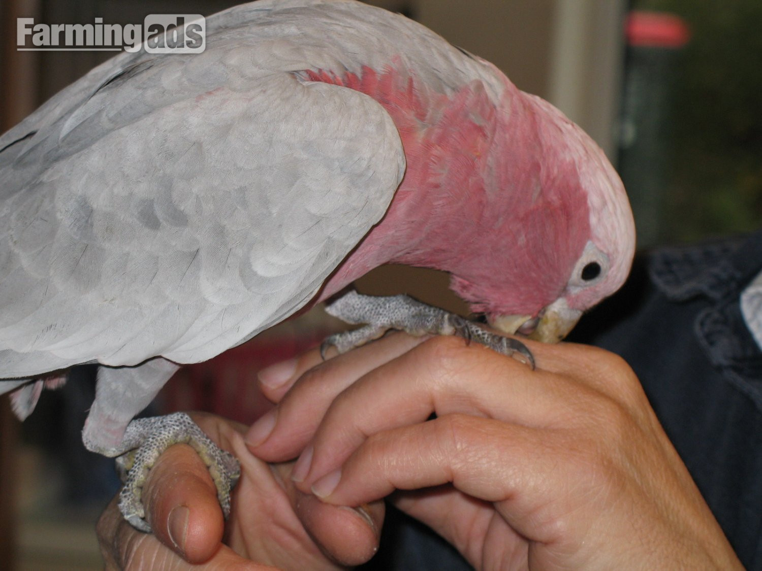 Galah Cockatoo baby - {CATEGORY}